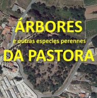 Árbores do monte da Pastora